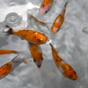 SHUBUNKIN - Poisson rouge éclatant - 8.00€