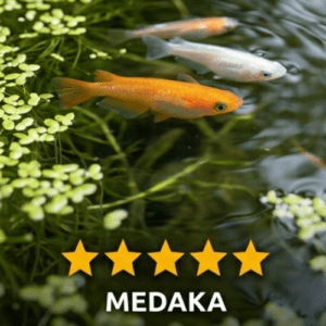 prédateur bassin de jardin moustiques