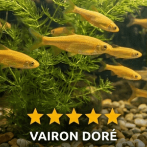predateurs moustiques dans un bassin de jardin