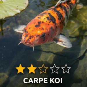 carpe koi bassin de jardin moustiques