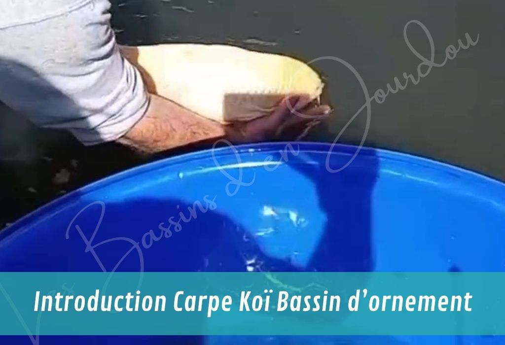 nos services autour du bassin de jardin