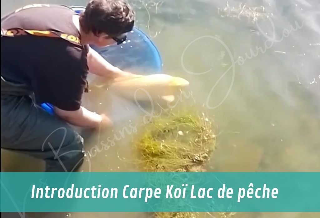 nos services autour du bassin de jardin