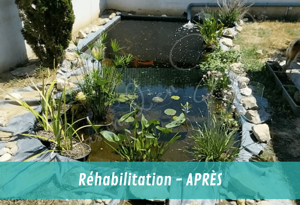réhabilitation de bassin de jardin POUR CARPES KOI