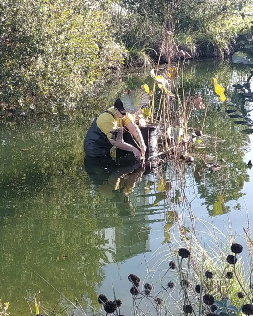 ENTRETIEN DE BASSIN DE JARDIN