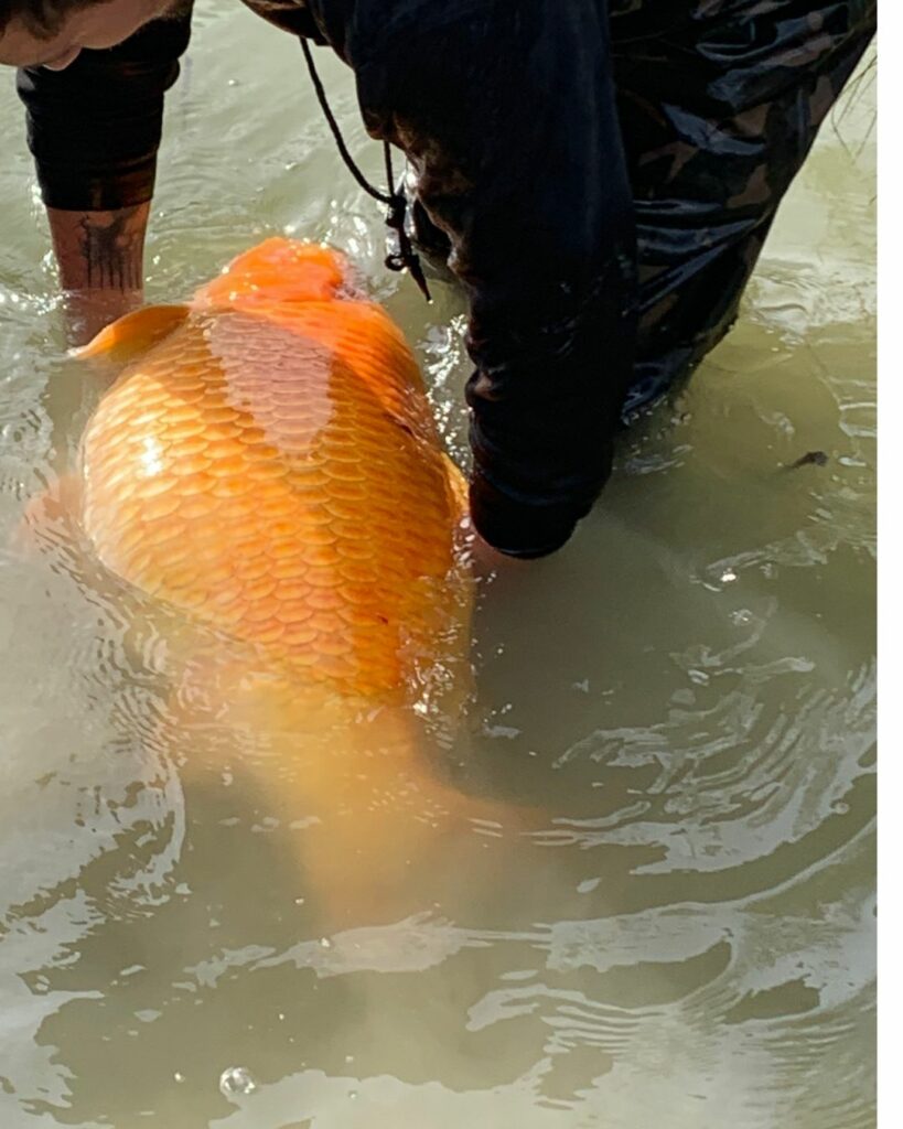 introduction de poissons et de vivant