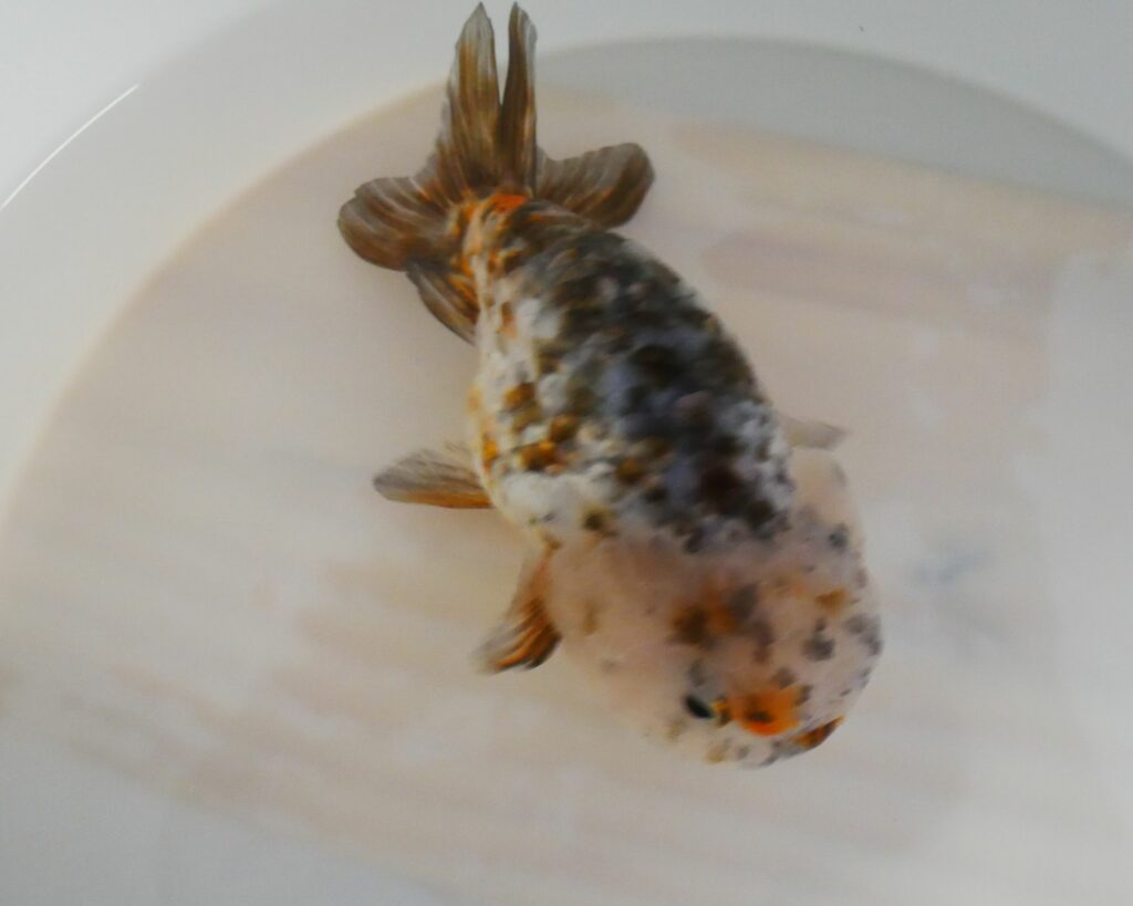 RANCHU CALICO