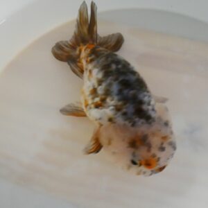 RANCHU CALICO