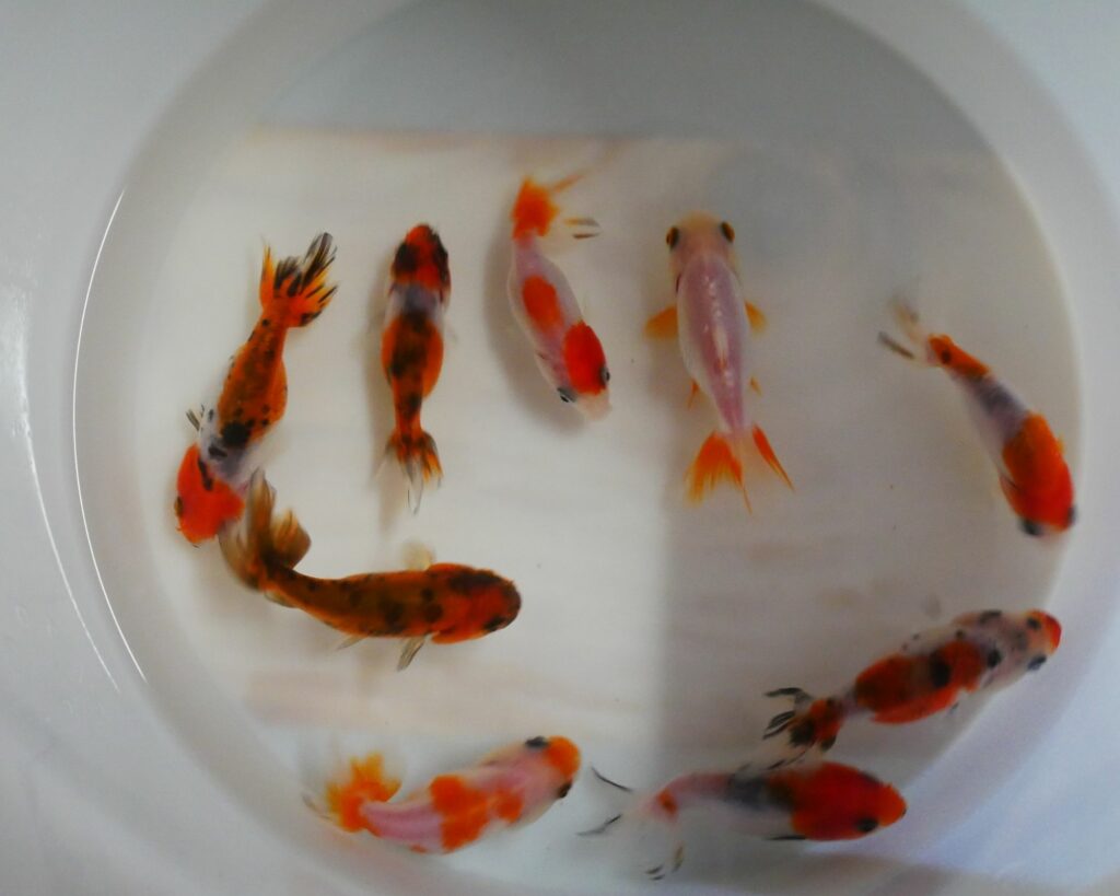 ranchu mix 5-7 cm