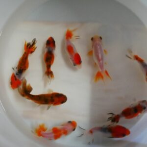 ranchu mix 5-7 cm