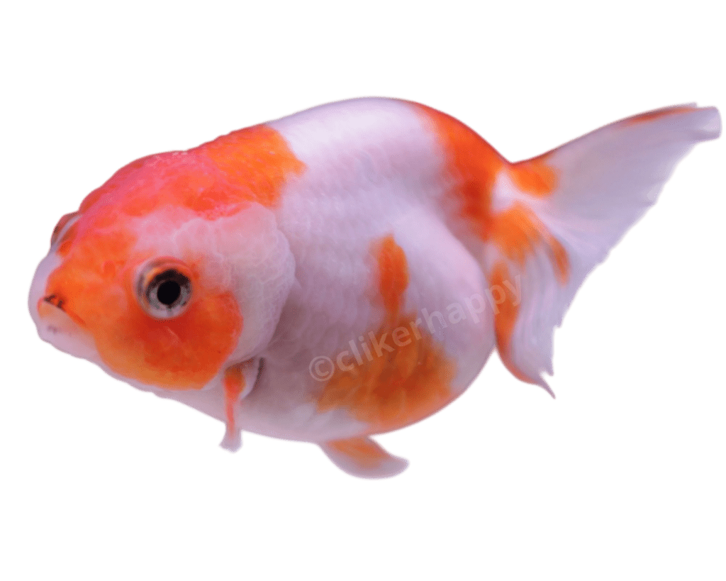 Ranchu poisson de bassin proche Toulouse