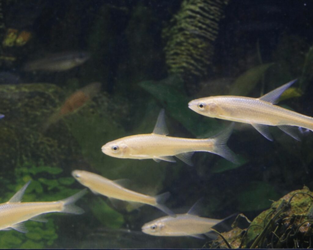 vairon doré petit poisson vif