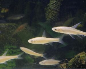 vairon doré petit poisson vif
