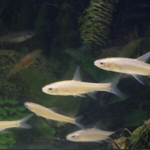 vairon doré petit poisson vif
