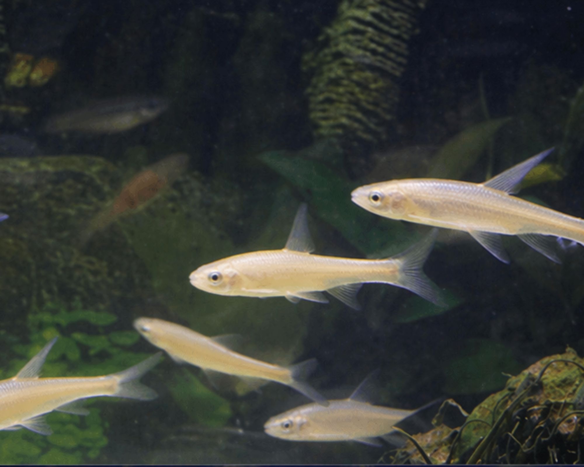vairon doré petit poisson vif