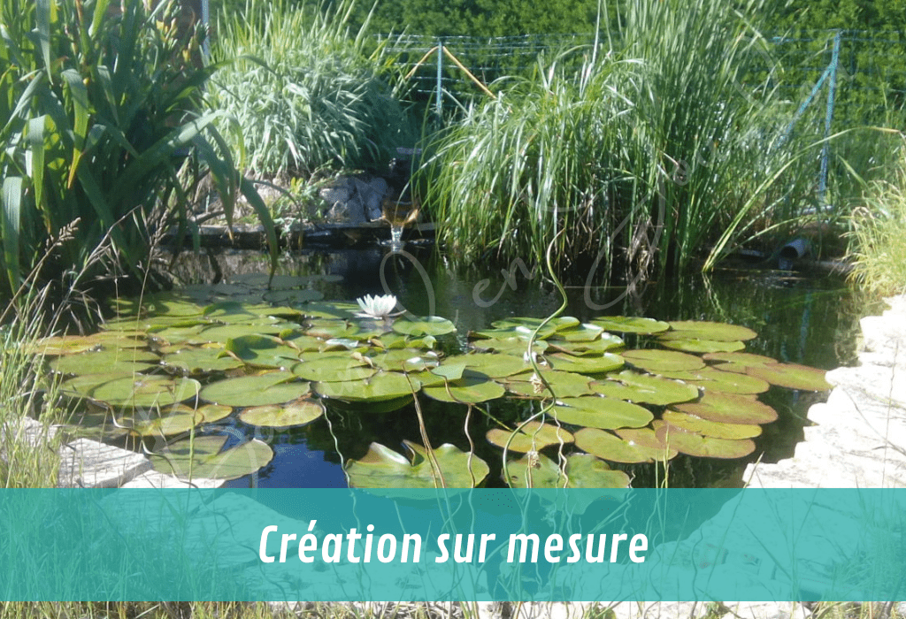 création de bassin de jardin pour accueillir des carpes koi