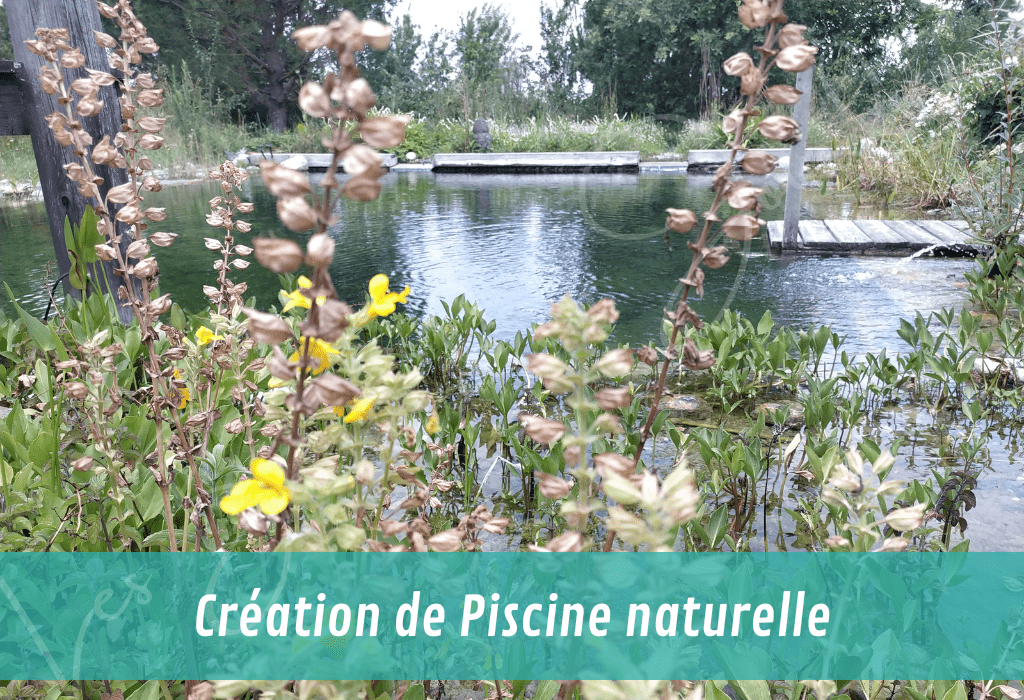 Création de piscine naturelle intégrée au paysage