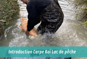introduction de poissons et vivant