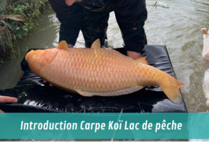 introduction de poissons et de vivant - GRANDE KOI EN LAC DE PECHE