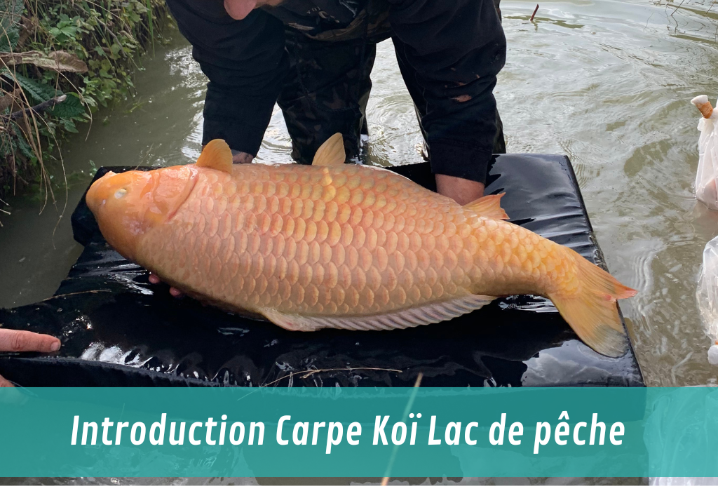introduction de poissons et de vivant - GRANDE KOI EN LAC DE PECHE