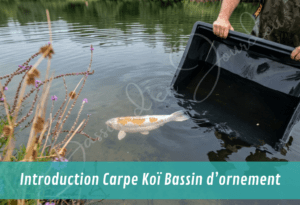INTRODUCTION DE POISSONS ET DE VIVANT EN BASSIN PRIVE