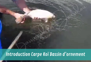 introduction de poissons et de vivant