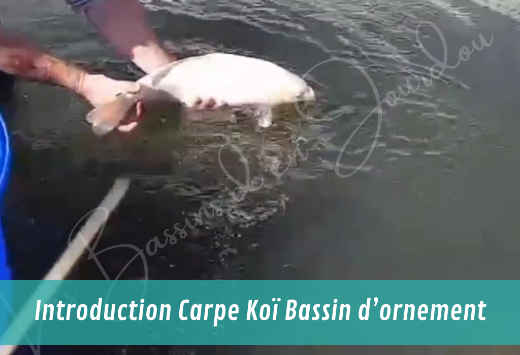 introduction de poissons et de vivant