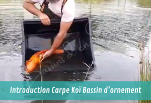 INTRODUCTION DE POISSONS ET DE VIVANT EN BASSIN