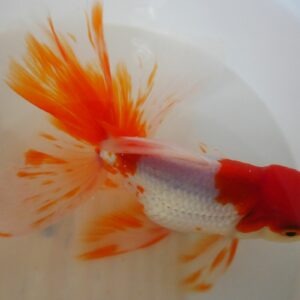 oranda blanc rouge haute qualité