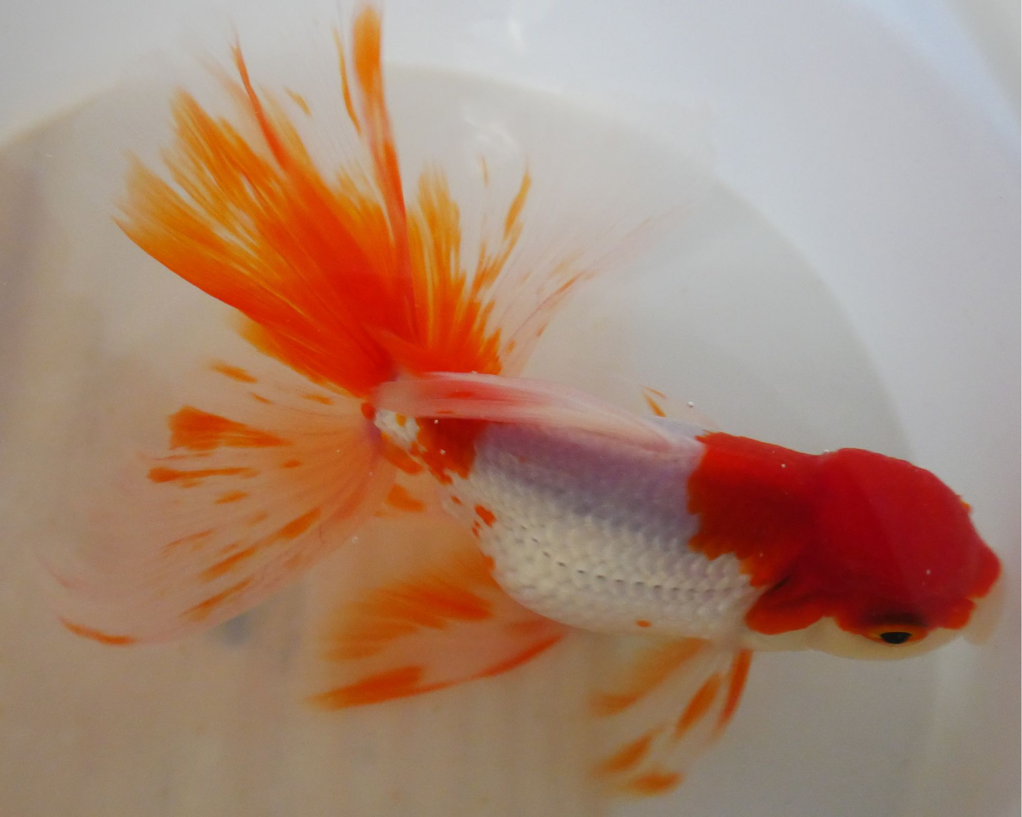 oranda blanc rouge haute qualité