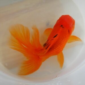 oranda orange haute qualité