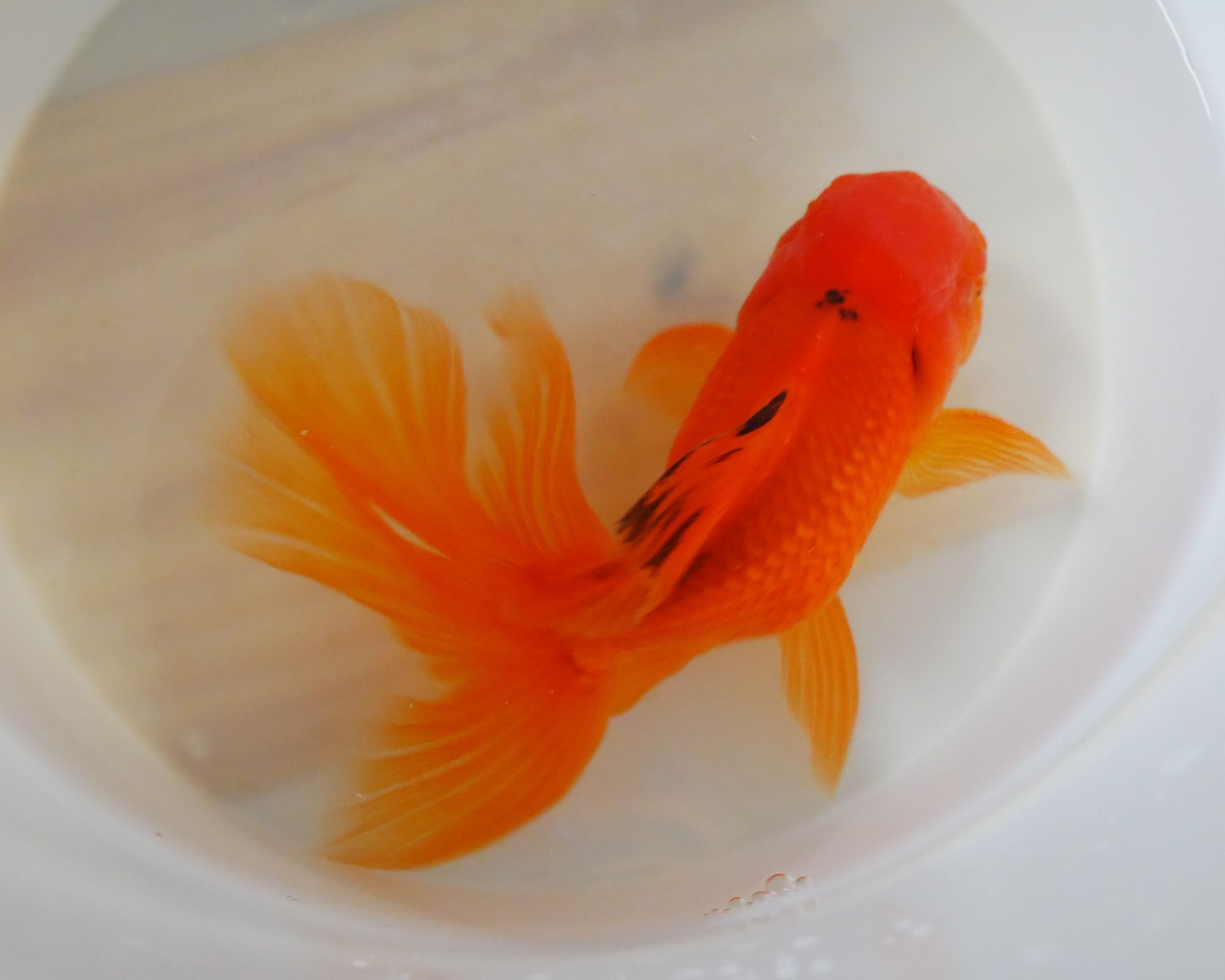 oranda orange haute qualité