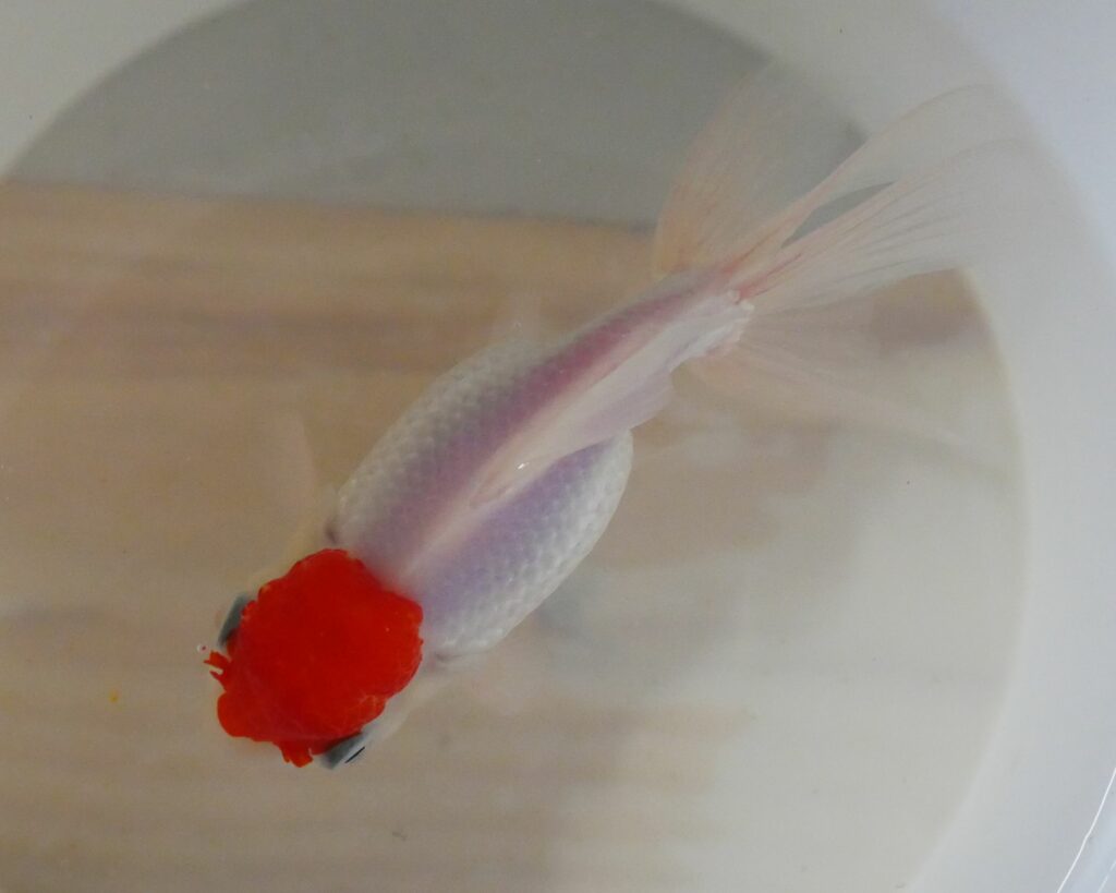 oranda redcap haute qualité