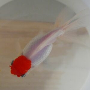 oranda redcap haute qualité