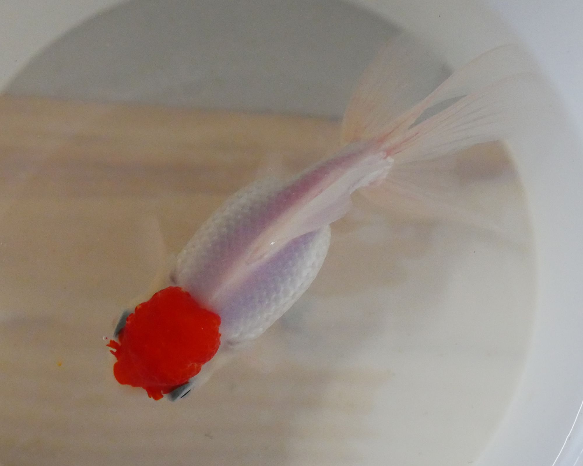 oranda redcap haute qualité