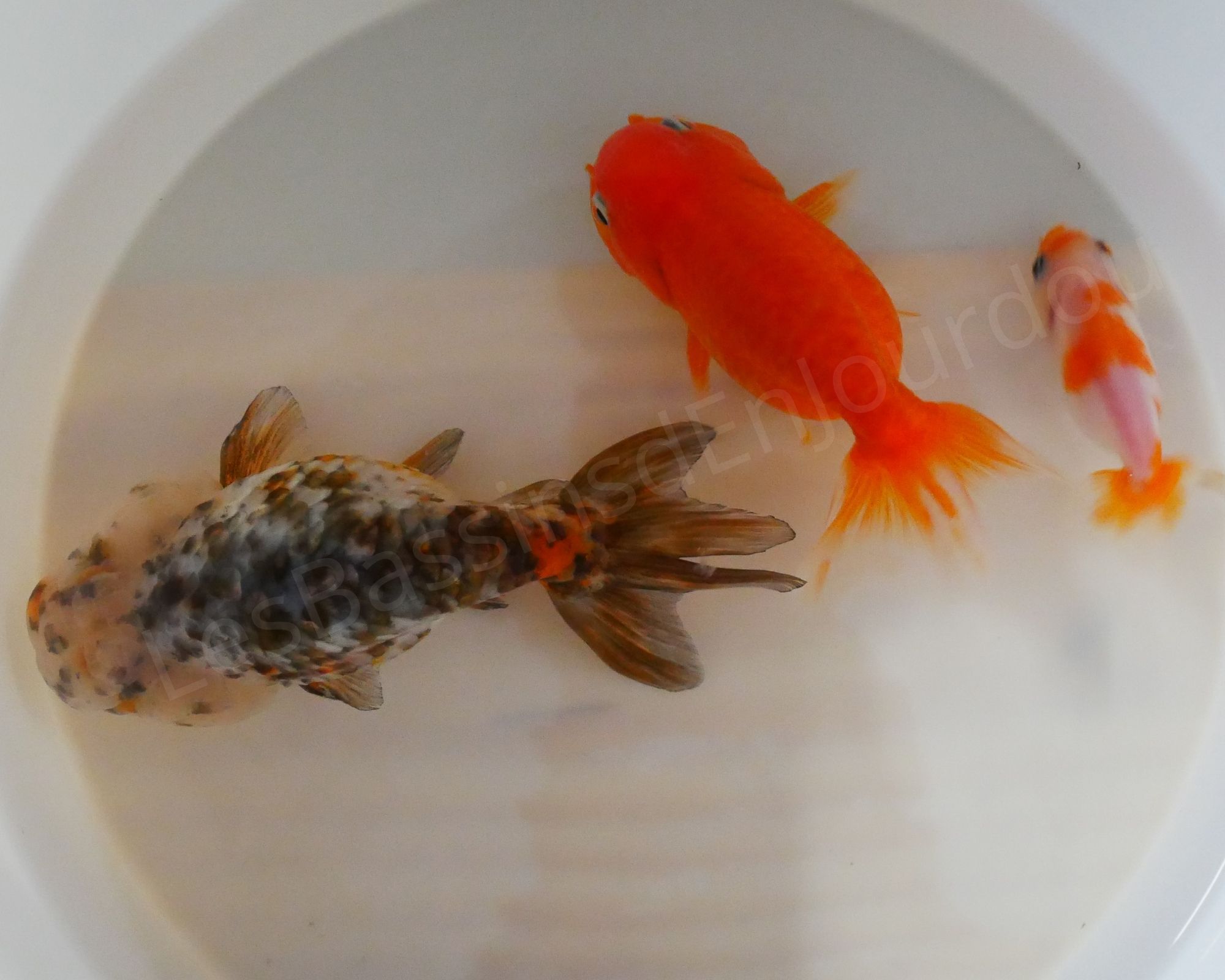 Ranchu poisson de bassin proche Toulouse
