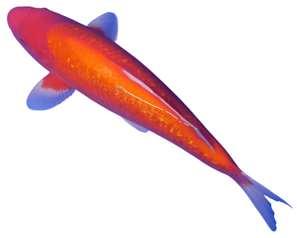 carpe koi nisai