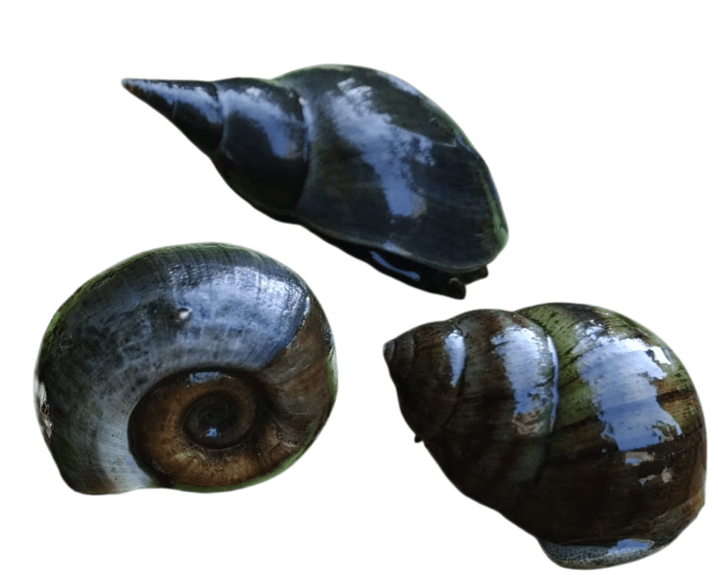 Escargots aquatiques pour bassin proche toulouse