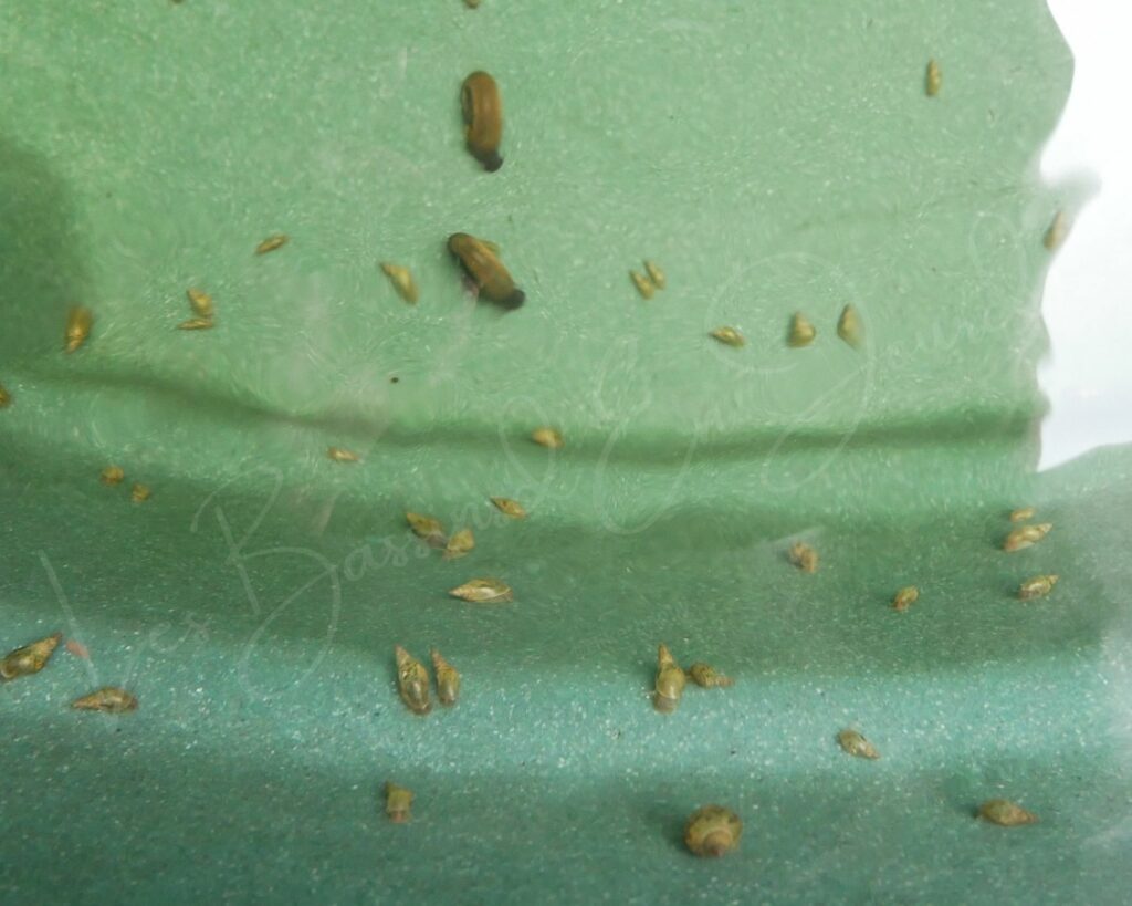 Escargots aquatiques pour bassin proche toulouse