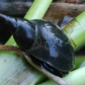 grande lymnée escargot aquatique