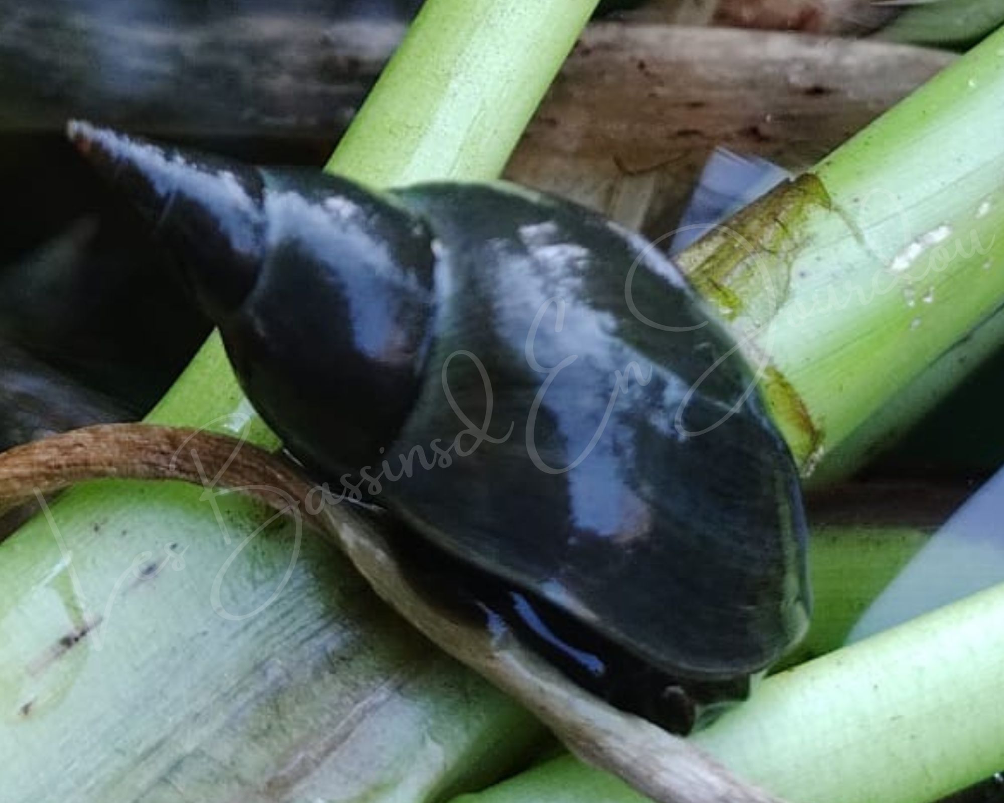 grande lymnée escargot aquatique