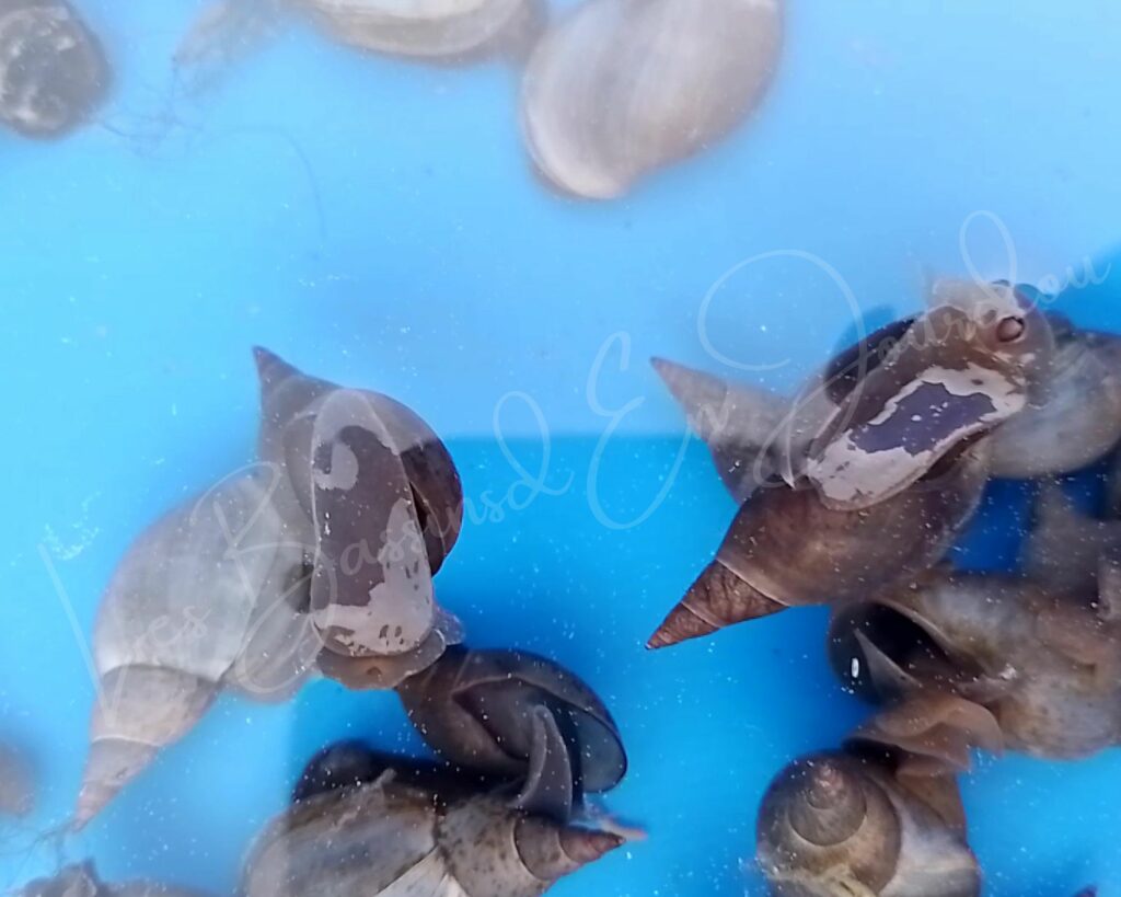 Escargots aquatiques pour bassin proche toulouse