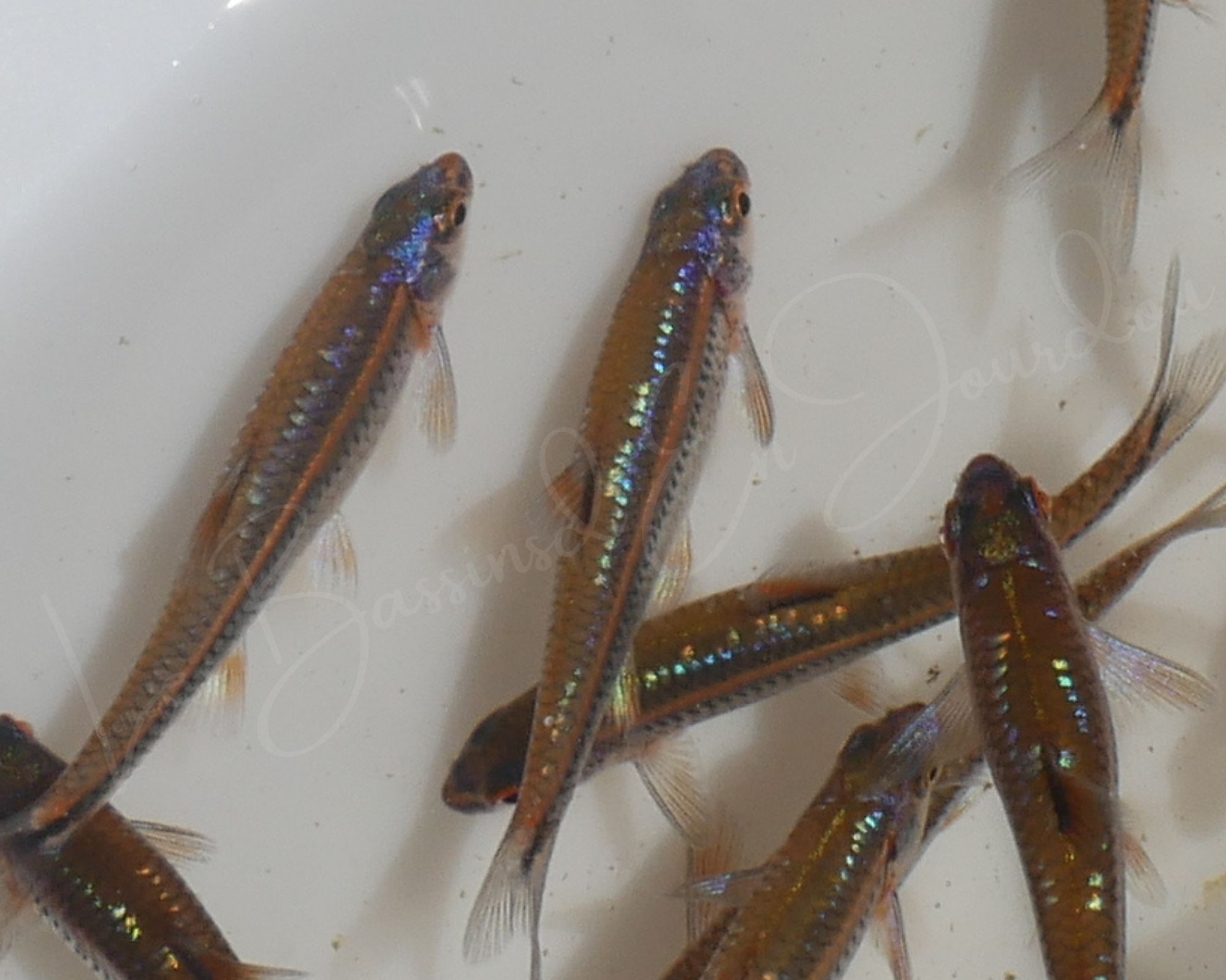 Banc de Notropis chrosomus dans notre magasin de poisson de bassin près de Toulouse