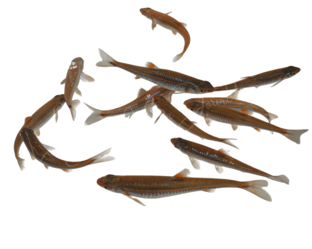 Lot de Notropis chrosomus disponible en boutique à Cadours proche Toulouse