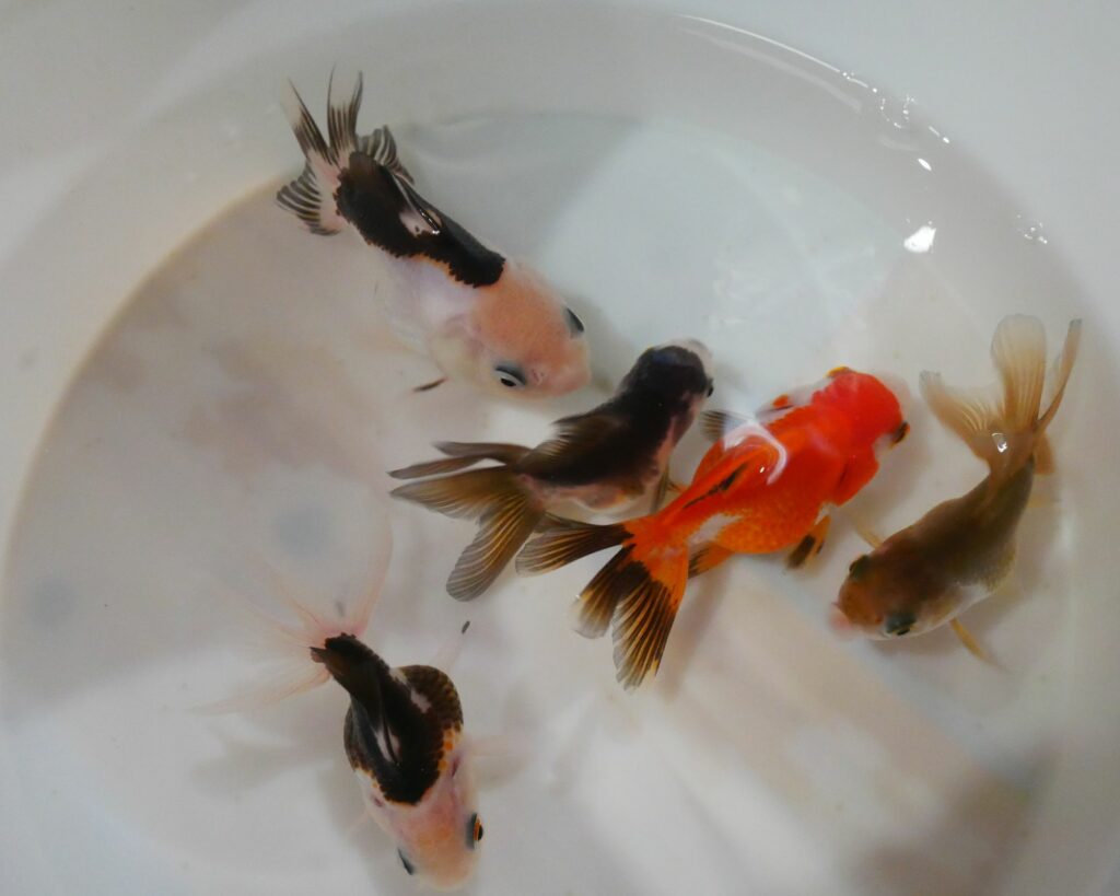 oranda mix