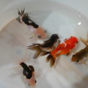 oranda mix