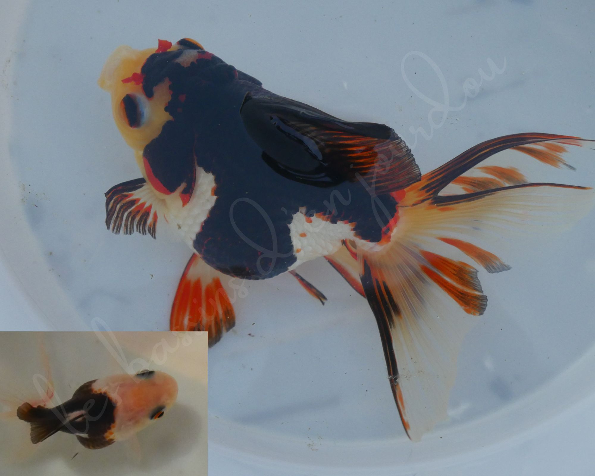 Oranda voile de chine qui révéle son potentiel d'évolution de ses couleurs