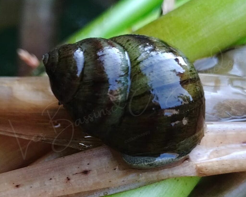 paludine vivipare