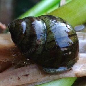 paludine vivipare