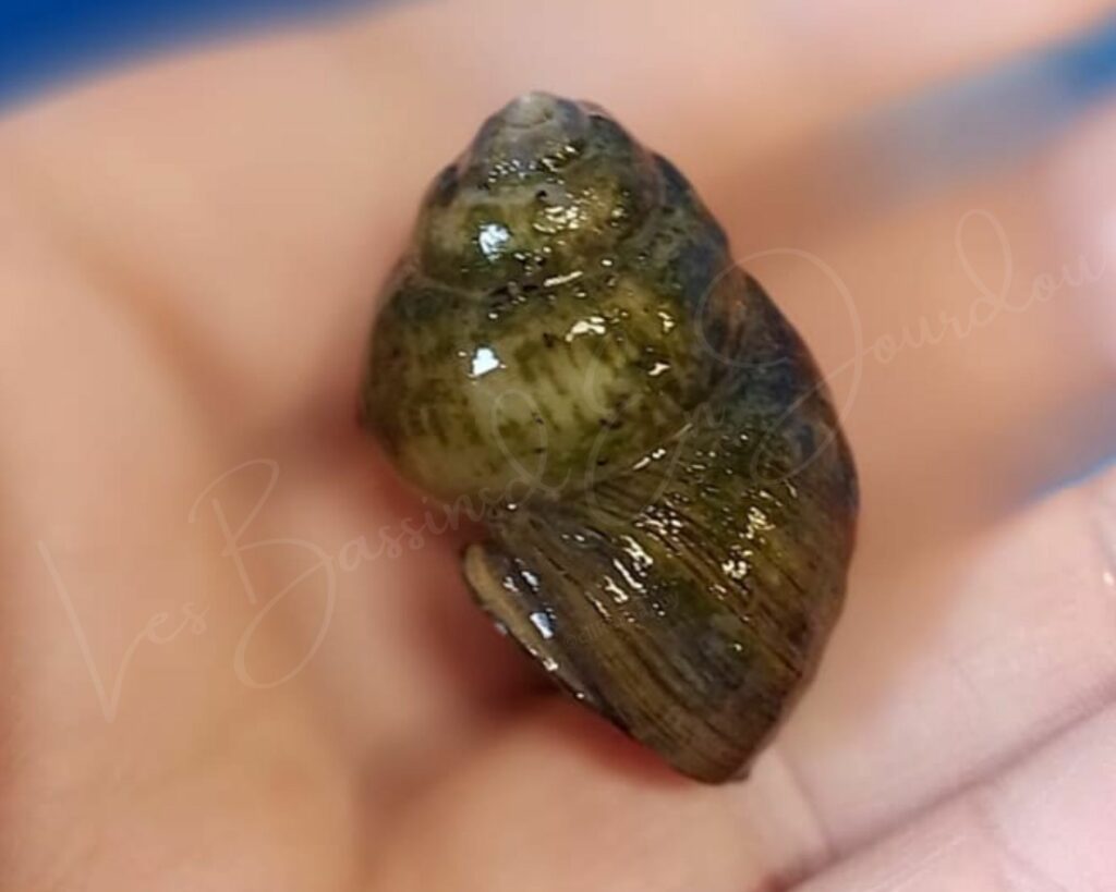 Escargots aquatiques pour bassin proche toulouse