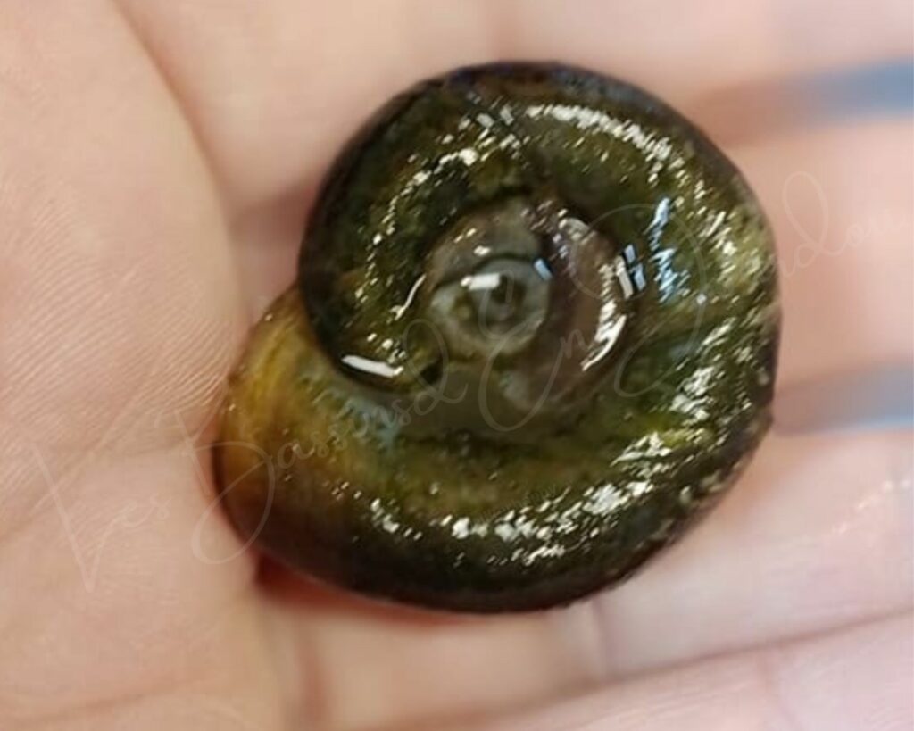 Escargots aquatiques pour bassin proche toulouse